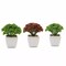 Set of 3 6" tall Assorted Faux Sedum Succulent Plants with Off White Pots